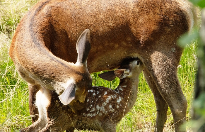 Bambi_Stills_02.jpg