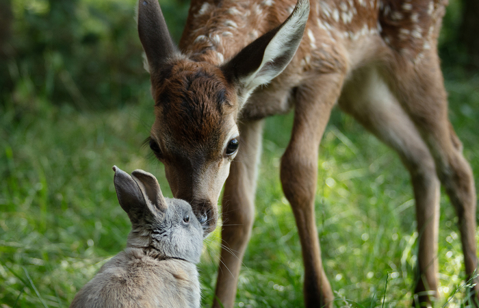 Bambi_Stills_04.jpg