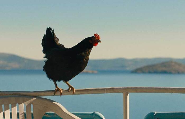 hen1.jpg